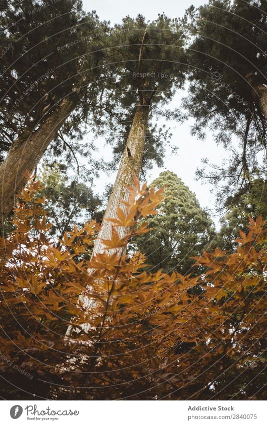 Tall trees in forest Forest Trunk Height Nature Green Vantage point Plant Beautiful Natural Seasons Autumn Fresh Environment Multicoloured Light Sunlight Bright