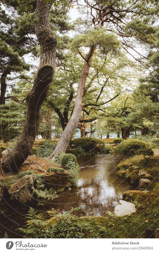 Small river in light forest Nature Green Water River Forest Vantage point Plant Beautiful Natural Seasons Fresh Environment Multicoloured Light Sunlight Bright