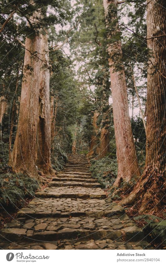 Path in green woods Forest Steps Lanes & trails Nature Green Vantage point Plant Beautiful Natural Seasons Fresh Environment Multicoloured Light Sunlight Bright