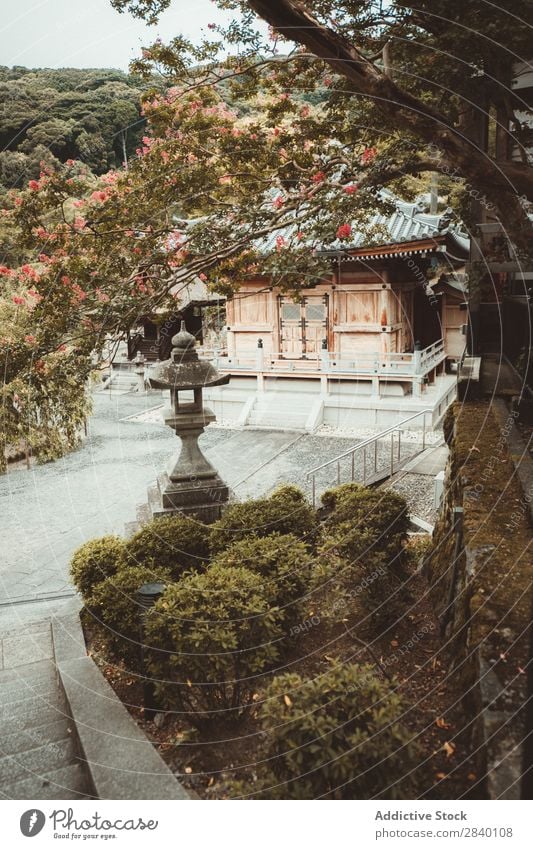 Traditional Asian wooden house House (Residential Structure) Tree Spiritual Religion and faith Pagoda Wood asian Home Old Japanese Architecture Wooden house