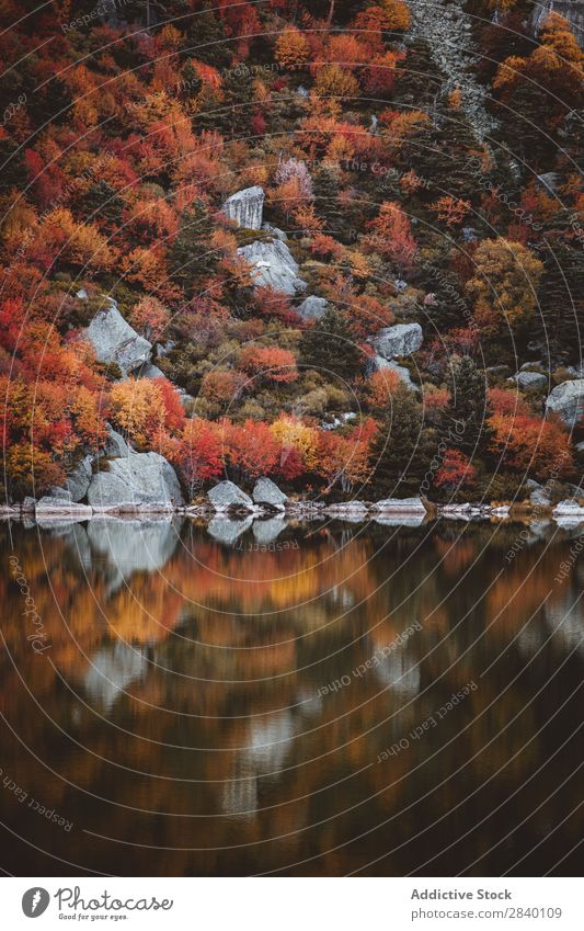 Hill with autumn forest at lake Pond Forest Nature Lake Green Vantage point Mountain Cliff Rock Plant Beautiful Natural Autumn Reflection Orange Red Seasons