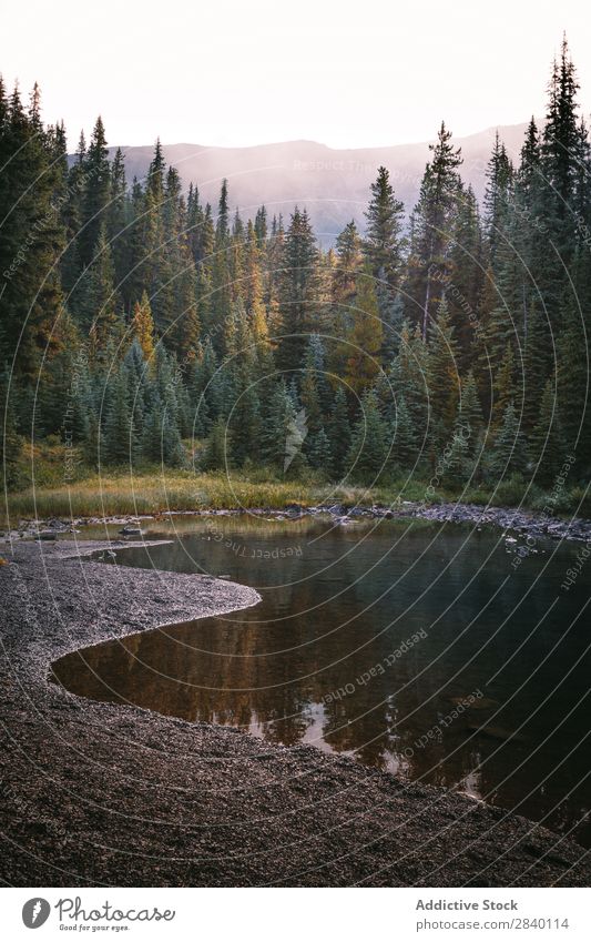 Small pond and forest Forest Tree Nature Green Vantage point Pond Water Mountain Hill Cliff Rock Plant Beautiful Natural Seasons Fresh Environment Multicoloured