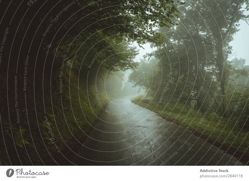 Road in foggy woods Street Asphalt Nature Green Vantage point Fog Plant Beautiful Natural Seasons Fresh Environment Wet Morning Forest Multicoloured Light