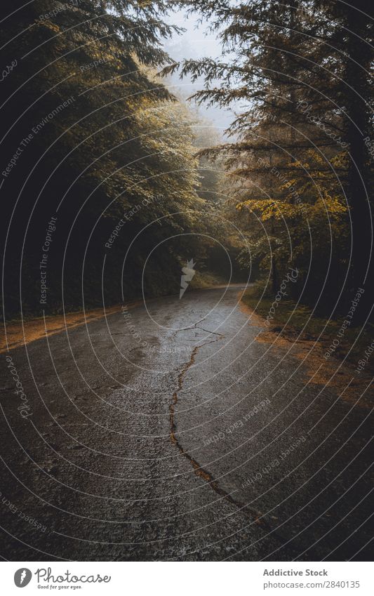 Road in foggy woods Street Asphalt Nature Green Vantage point Fog Plant Beautiful Natural Seasons Fresh Environment Wet Morning Forest Multicoloured Bright