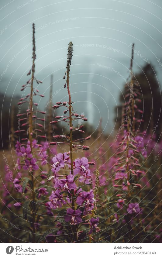 Purple flowers blooming in nature Flower Small Blooming Field Nature Green Vantage point Plant Beautiful Natural Seasons Fresh Environment Autumn Forest