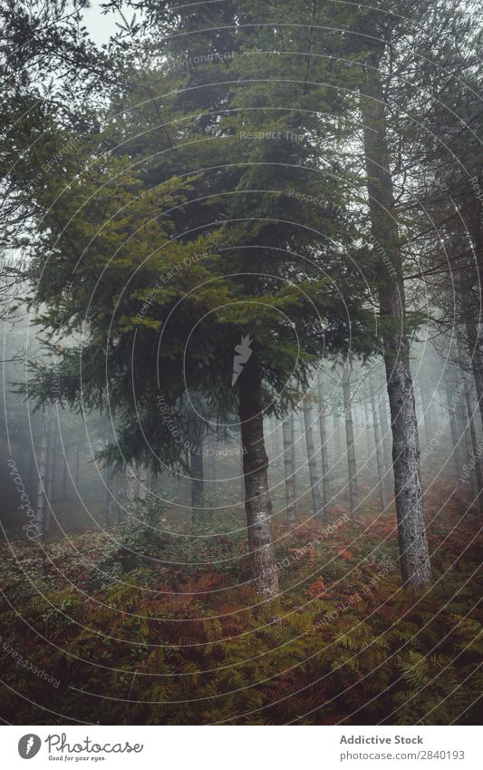 Road in misty forest Street Forest Fog Weather darkness Mystery Nature Autumn Landscape Magic Seasons Exterior shot Traveling roadway Dark Haze Lanes & trails