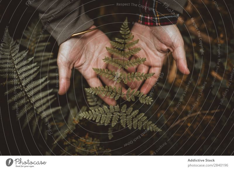 Person holding fern leaf Fern Leaf Human being Plant Green Nature Organic Seasons Fresh Growth botanical Biology Beauty Photography Wild herbal fragility Hand