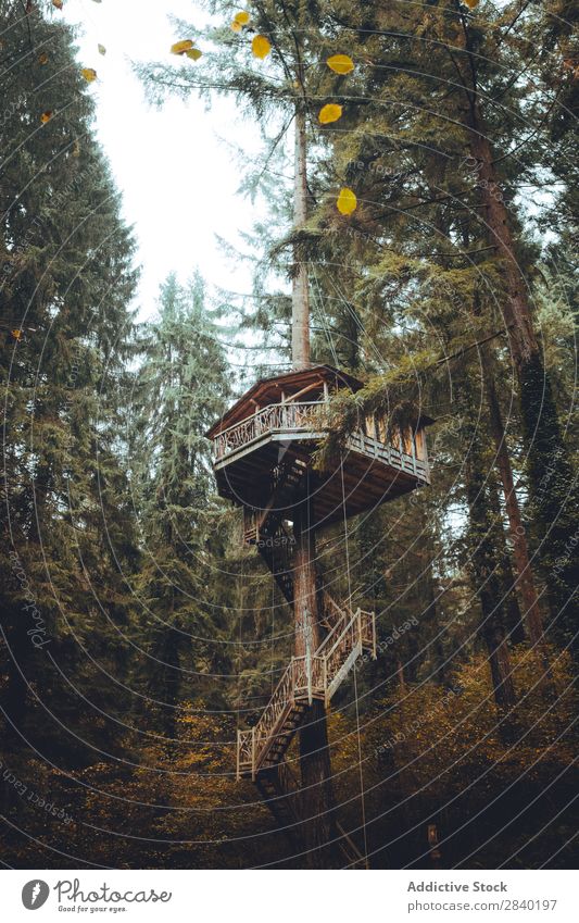 House on trees Tree House (Residential Structure) Forest Autumn Nature Landscape Seasons Wood Multicoloured Home Orange Building Beautiful Leaf Design