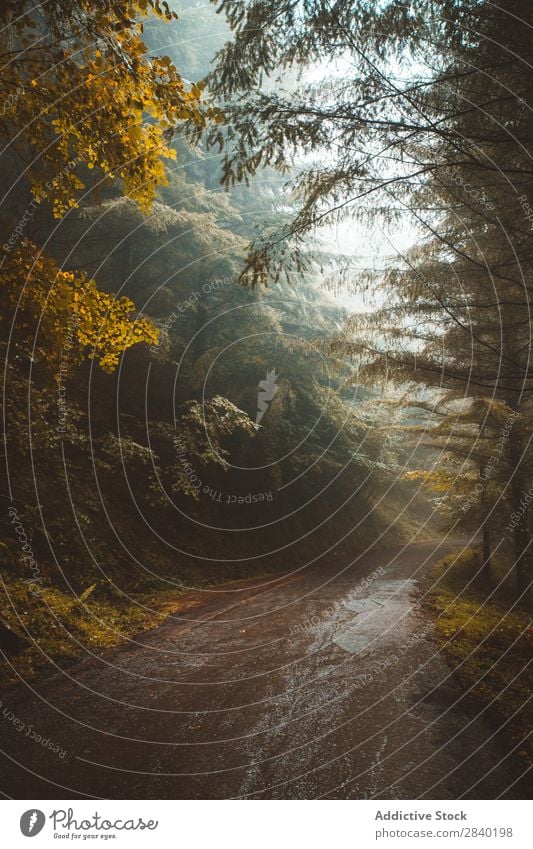 Trees on both sides of path Lanes & trails Autumn Nature Forest Landscape Street Seasons Leaf Beautiful Orange Wood Day scenery pathway Wet Asphalt Wild