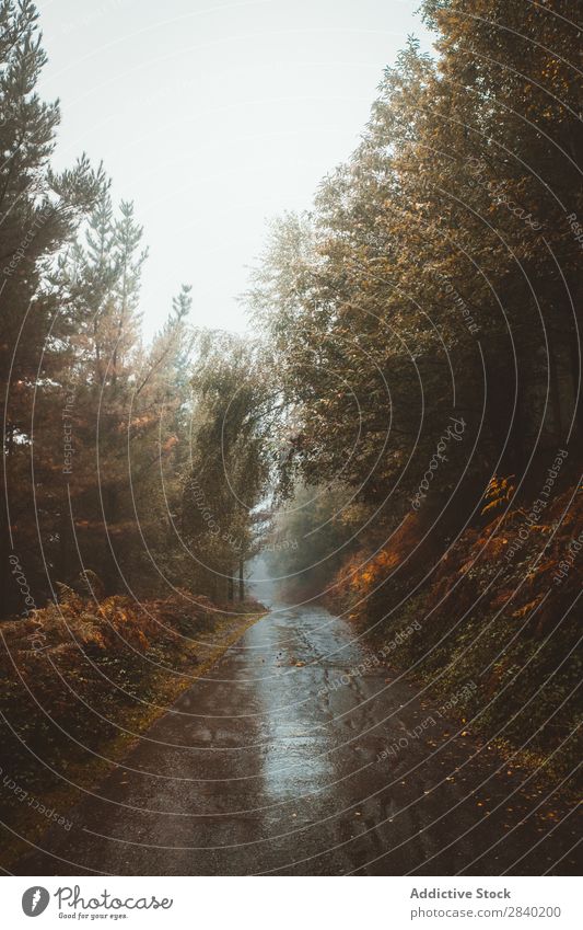 Trees on both sides of path Lanes & trails Autumn Nature Forest Landscape Street Seasons Leaf Beautiful Orange Wood Day scenery pathway Wet Asphalt Wild