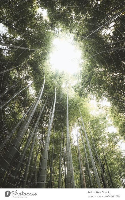 Sun lighting through bamboos Bamboo Sunlight Forest Green Nature Asia Landmark Growth Park Plant Culture arashiyama Japan Environment Kyoto Ecological