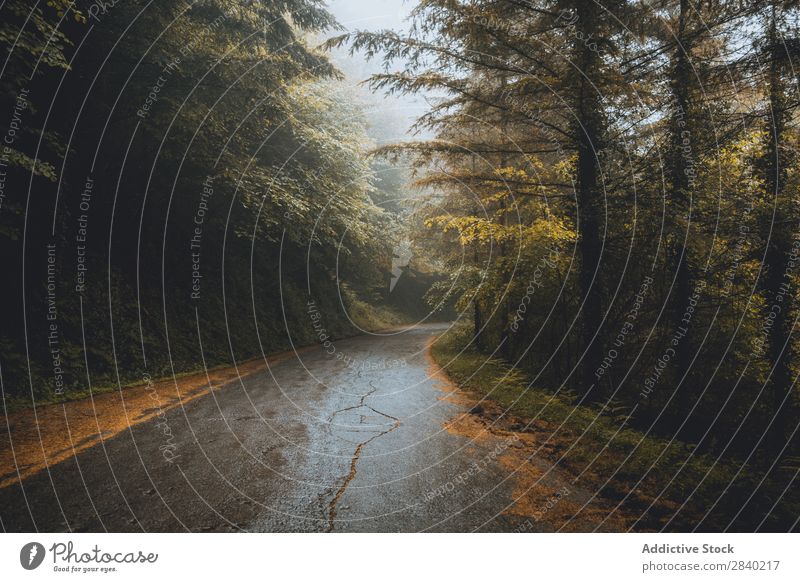 Asphalt road through forest Street Forest Fog Nature Landscape Autumn Lanes & trails Seasons Tree Leaf Beautiful Wood Day scenery pathway Wet Wild Peaceful