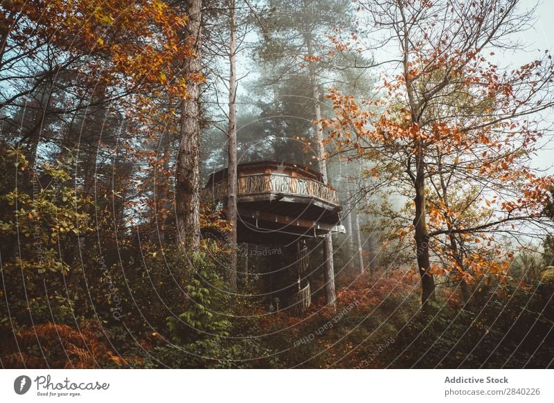 House on trees Tree House (Residential Structure) Forest Autumn Nature Landscape Seasons Wood Multicoloured Home Orange Building Beautiful Leaf Design