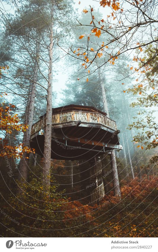 House on trees Tree House (Residential Structure) Forest Autumn Nature Landscape Seasons Wood Multicoloured Home Orange Building Beautiful Leaf Design