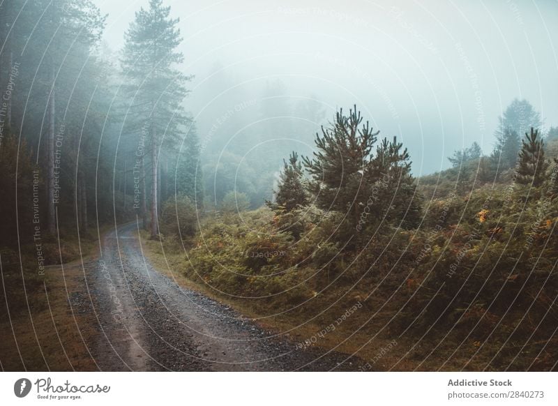 Misty path in forest Forest Fog pathway Mystery Nature roadway silence mood Autumn Landscape Weather Magic Seasons Exterior shot Traveling Dark Haze