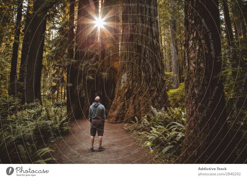 Man among huge trees and sunlight Forest Magic Landscape Observe Meditative Nature Rural Old Sunbeam Adventure Stand Natural Relaxation Easygoing Traveling