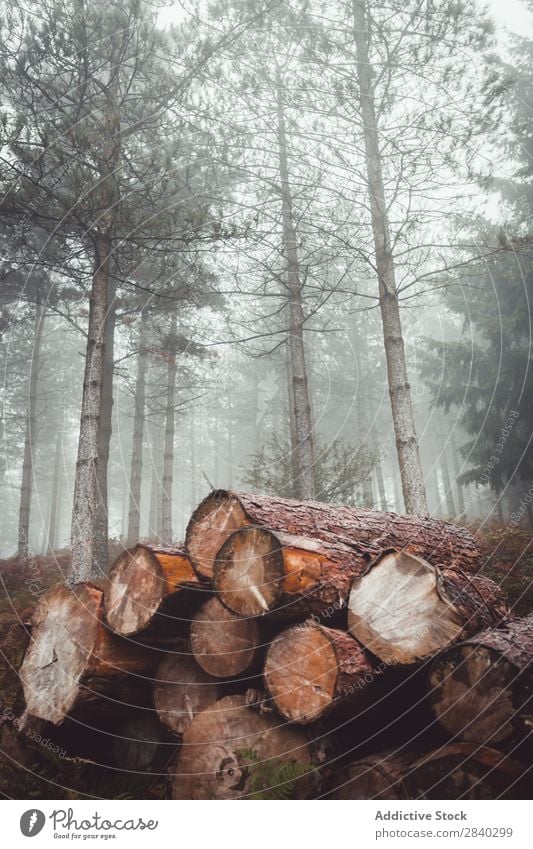 Logs in misty woods Forest Fog Nature Haze Deserted Environment Landscape Stock Timber Accumulation Trunk Tree Cut Rural Moody Industry Peaceful Wood Rustic