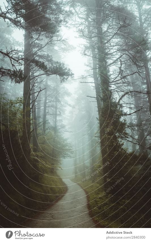 Misty path in forest Forest Fog pathway Mystery Nature roadway silence mood Autumn Landscape Weather Magic Seasons Exterior shot Traveling Dark Haze