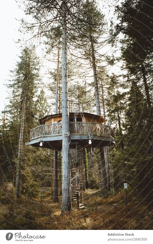 House on trees in woods Tree House (Residential Structure) Hut Landscape Architecture coniferous Forest above ground Style Structures and shapes Construction