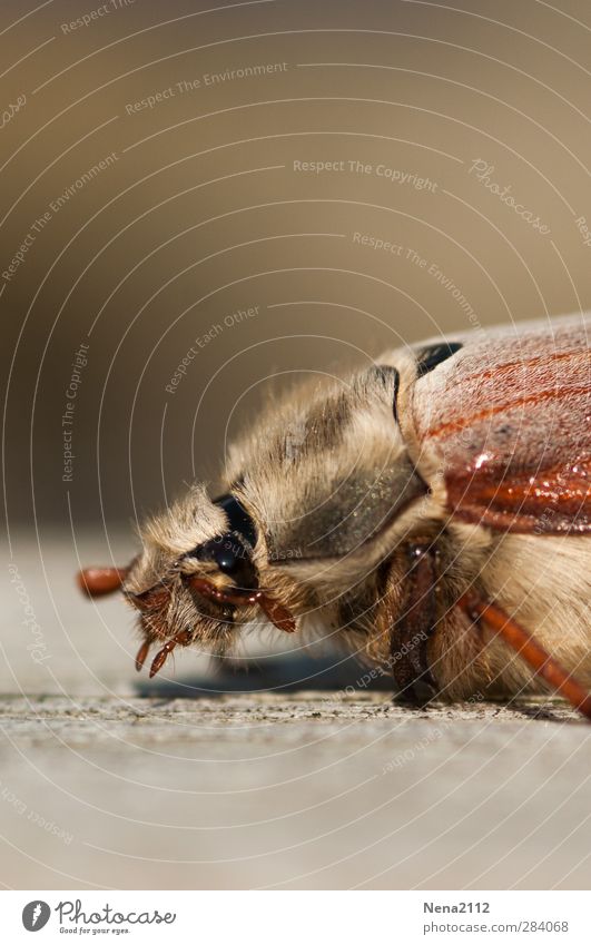 Visit from May...in October! :) Nature Animal Beetle 1 Brown May bug Insect Crawl Hair Eyes Colour photo Exterior shot Close-up Macro (Extreme close-up)