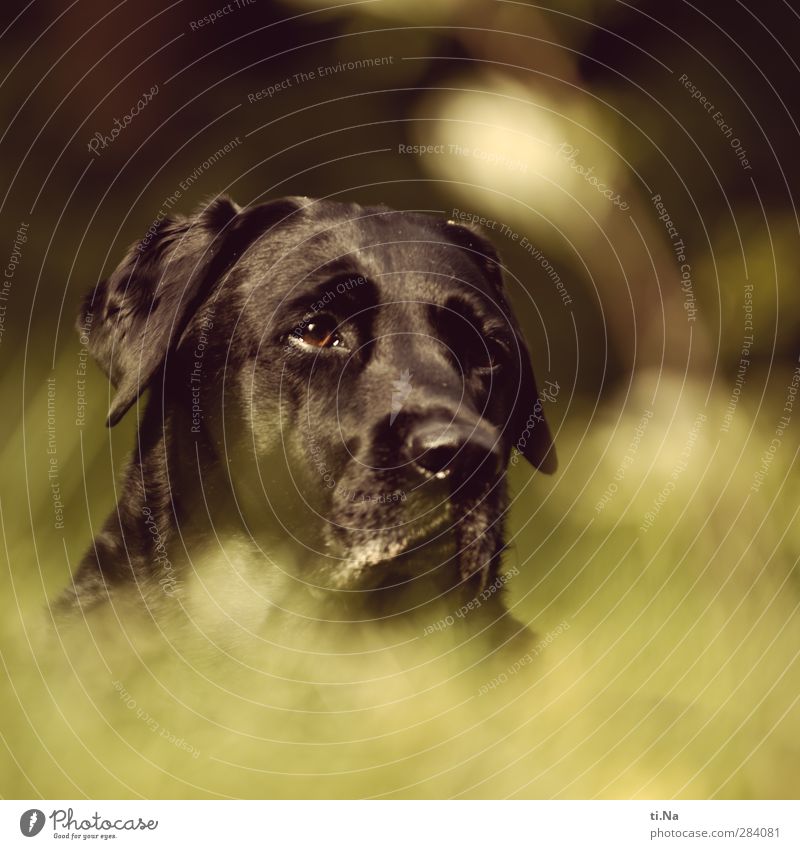 female | Labbi bitch Garden Meadow Pet Dog Animal face Labrador Observe Relaxation Lie Wait Free Friendliness Feminine Yellow Green Black Trust Love of animals