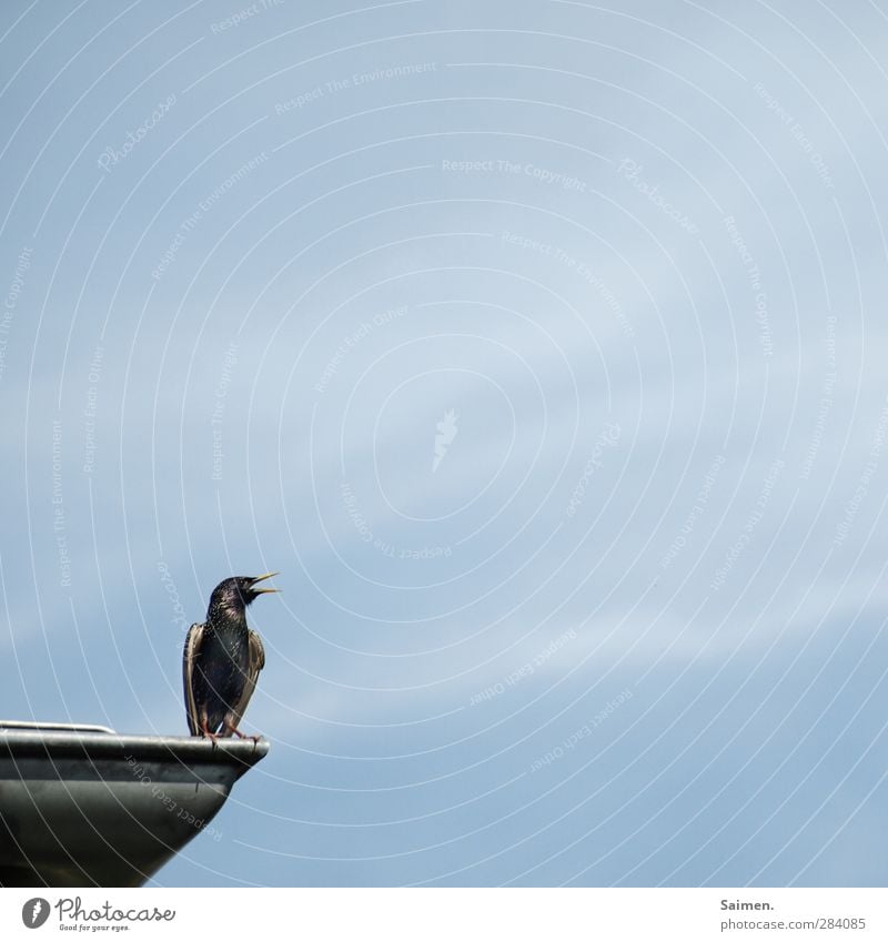 miniature eagle Animal Wild animal Bird 1 Scream Starling Beak Feather Sit Roof Chirping Sky Blue sky Glittering Wing Sing Colour photo Exterior shot Close-up