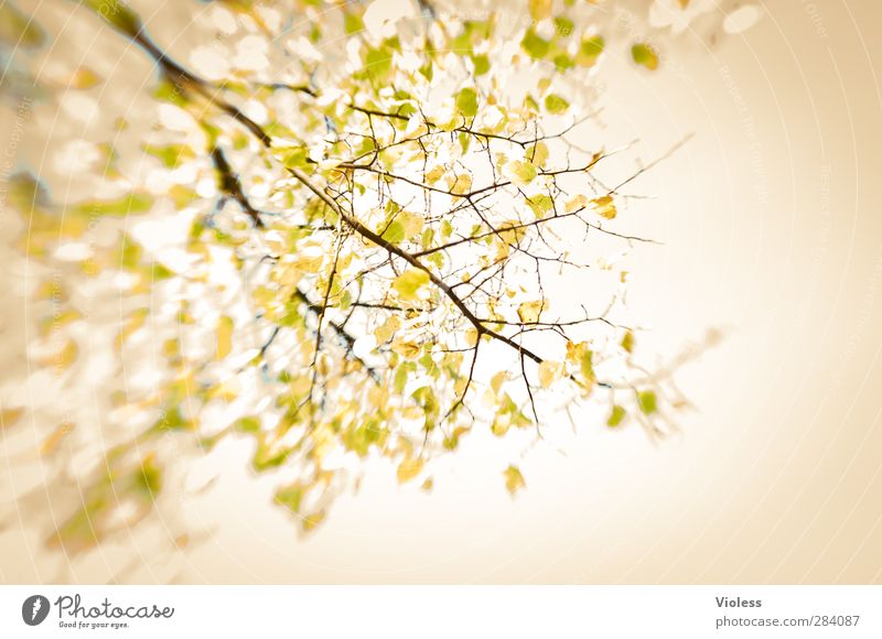 autumn impression Nature Plant Autumn Yellow leaves Transience Branch lensbaby Colour photo Experimental Day Blur