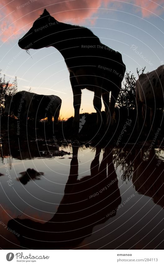 Black (forest) cow Nature Landscape Water Sky Sun Summer Weather Tree Grass Field Coast Lakeside Pond Brook Farm animal Cow Herd Stand Dark Blue Agriculture