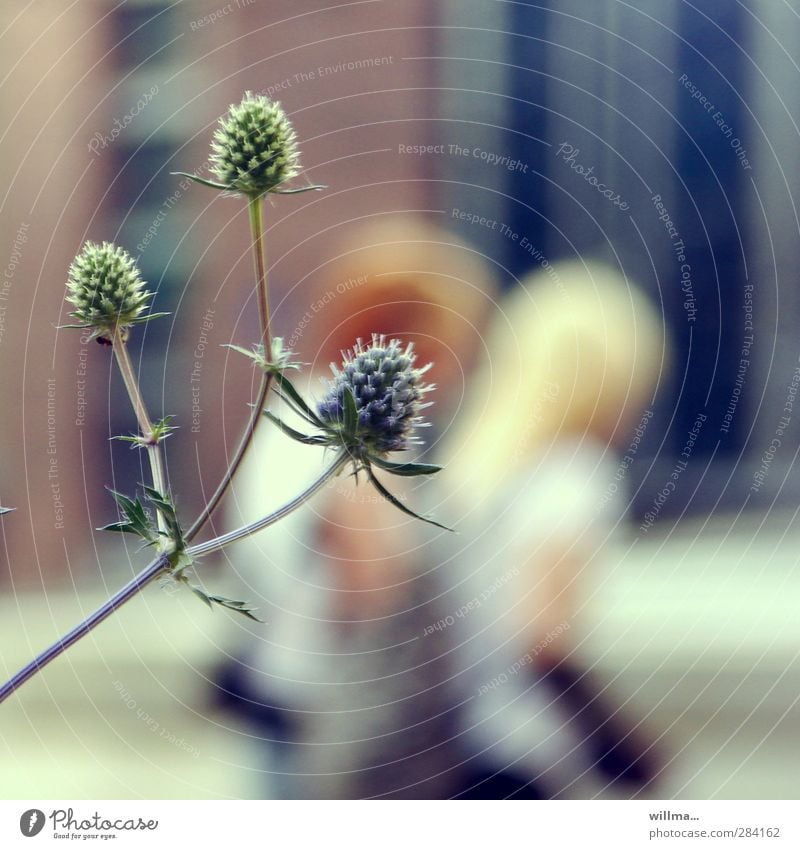 Thistles in the city Pierce Barbed hook Obstinate Thorn Plant Thorny