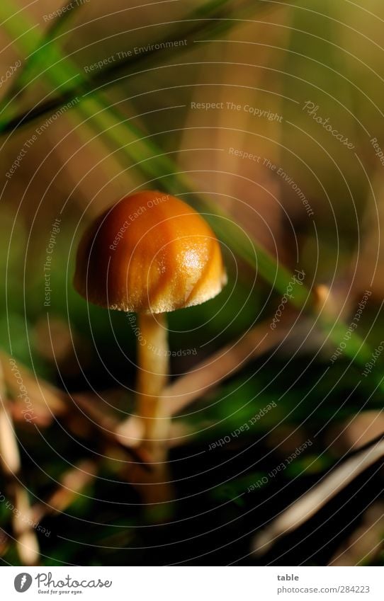 Willi Tiny Environment Nature Plant Summer Autumn Beautiful weather Grass Mushroom Mushroom cap Forest Glittering Stand Growth Wait Dark Bright Small Cute Brown