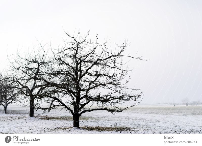 First snow... oh, dear. Nature Landscape Winter Ice Frost Snow Field Cold Gloomy Snowscape Fruittree meadow Apple tree Winter mood Winter's day Tree Branch