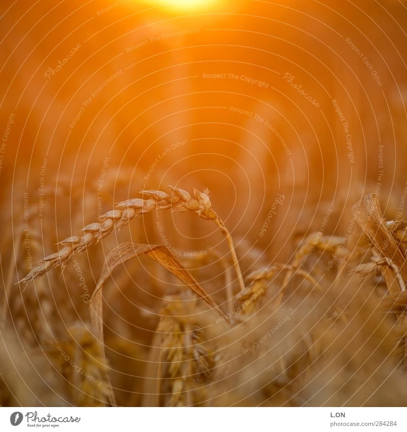 harvest time Nature Landscape Animal Sunrise Sunset Sunlight Summer Beautiful weather Plant Bushes Agricultural crop Wheat Wheatfield Cornfield Grain Field