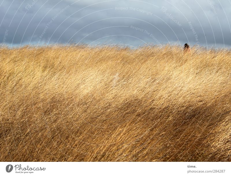 Walking The Grain Human being 1 Sky Clouds Storm clouds Horizon Agricultural crop Grain field Cornfield Field Growth Hiking Blonde Yellow Gray Contentment