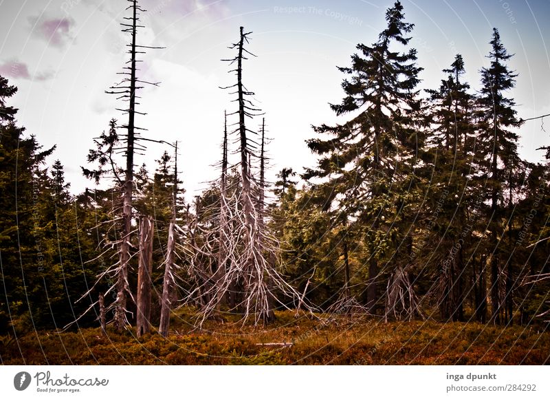 The bark beetle Environment Nature Landscape Plant Tree Coniferous trees Spruce forest Forest Harz Highlands Germany Brocken Saxony-Anhalt Bark-beetle