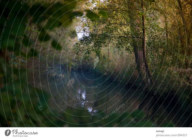 brook Environment Nature Landscape Tree Bushes Forest Brook Dark Colour photo Exterior shot Deserted Morning Twilight Light Shadow Low-key