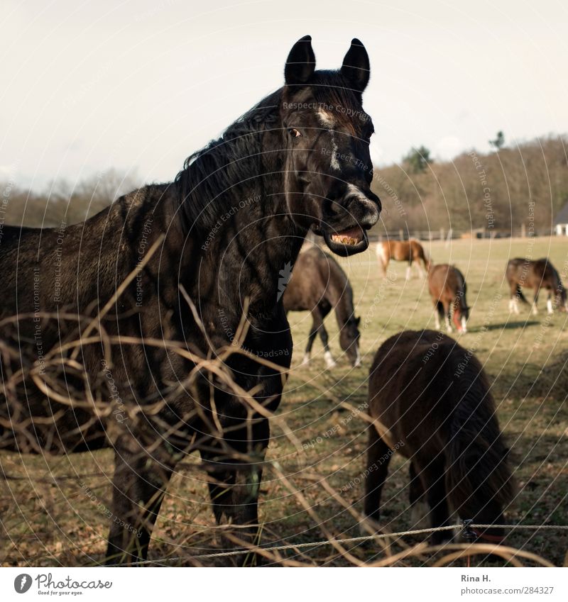 Hi ! Winter Beautiful weather Meadow Animal Pet Horse Group of animals Herd To feed Authentic Nature Salutation Whinny Welcome Set of teeth Fence Colour photo