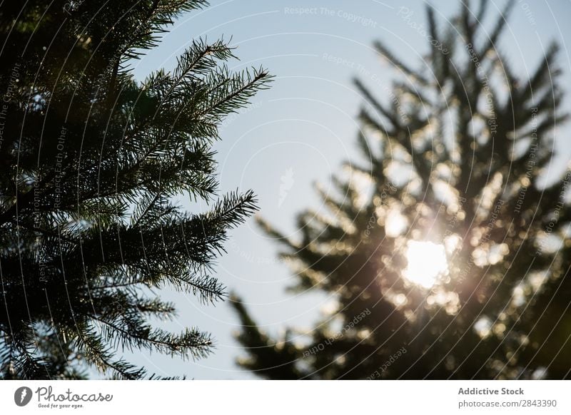 Fir tree in back lit Tree fir Forest Nature Pine Landscape Park Environment Natural Spruce Beautiful Green Sky Blue Evergreen Sunbeam Wood Weather Sunlight