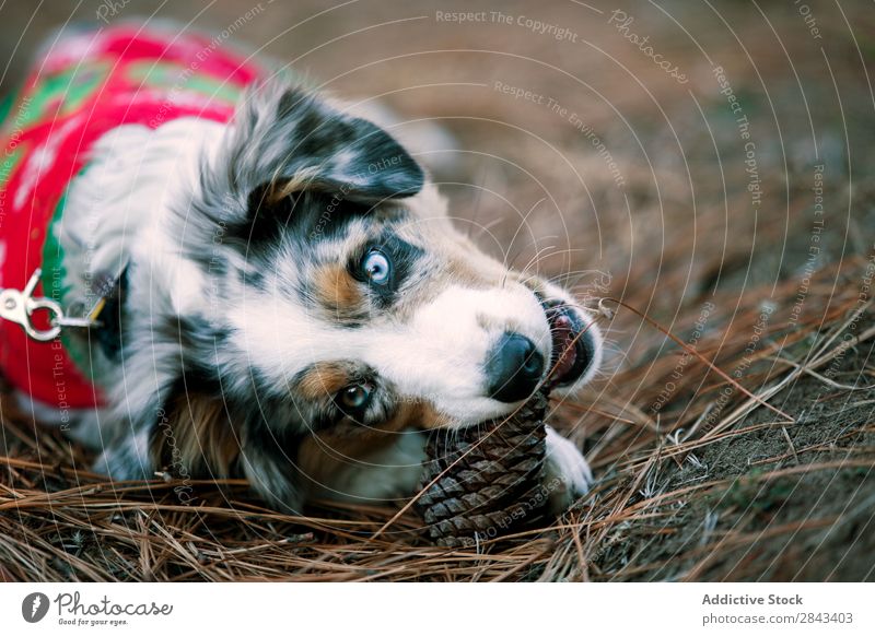 Cute dog in Christmas sweater biting pineapple Dog Sweater Christmas & Advent Forest Leashed Park Beautiful Joy Beauty Photography Vacation & Travel Pet Happy