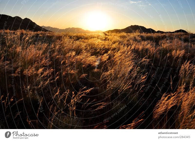 Sunset in the Namib Adventure Far-off places Freedom Safari Expedition Nature Landscape Sunrise Sunlight Beautiful weather Grass Desert Grass Plain Namibia