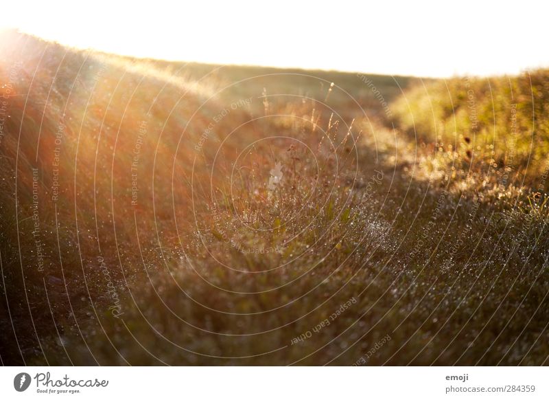 the light crawls over the shadow Environment Nature Landscape Drops of water Autumn Beautiful weather Grass Meadow Field Wet Natural Lanes & trails Dew