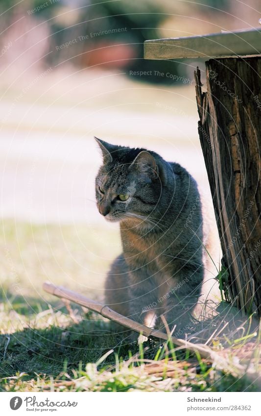 tenant Environment Nature Grass Foliage plant Garden Meadow Animal Pet Cat 1 Observe Feeding Tree stump Curiosity Purr Colour photo Exterior shot Deserted Day