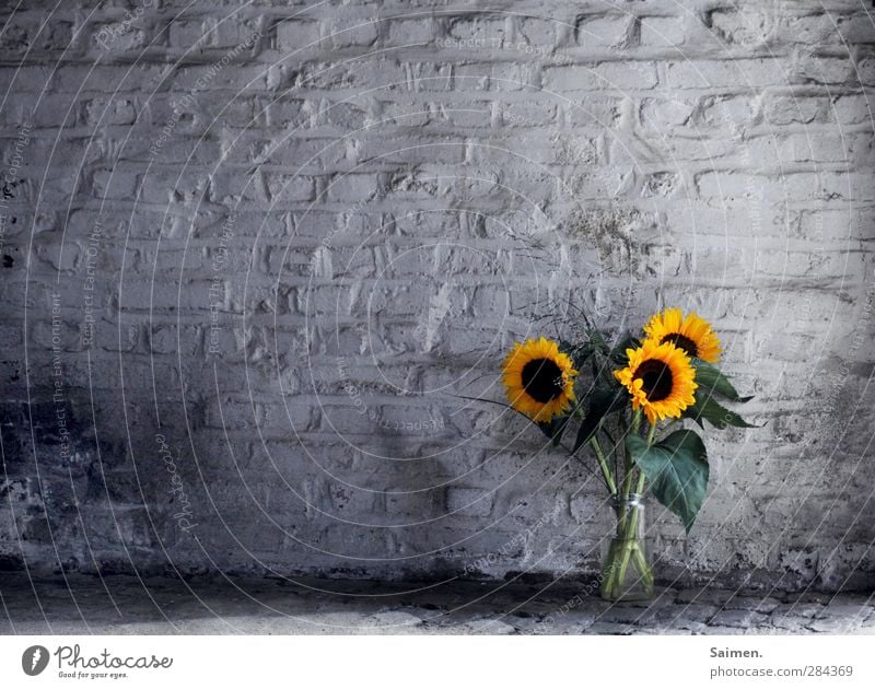 flowers in the garage Plant Wall (barrier) Wall (building) Fragrance Transience Sunflower Garage Vase Flower Bouquet Flower vase Dark Leaf Dirty Still Life