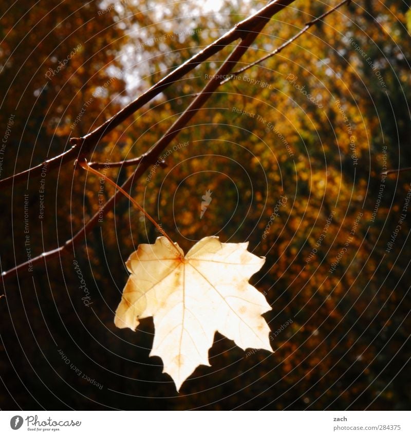 With last strength Autumn Plant Leaf Deciduous tree Branch Twig Forest Wood Faded Brown Sadness Decline Transience Maple tree Maple leaf Subdued colour