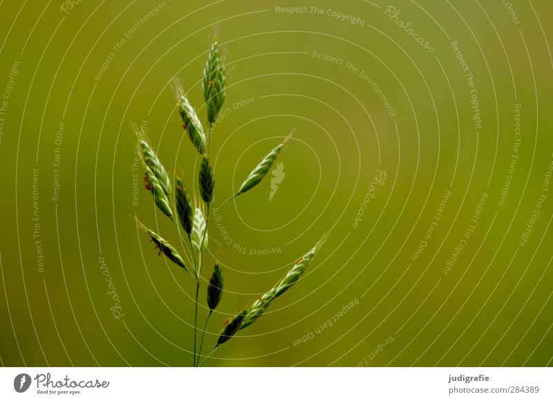 grass Environment Nature Plant Summer Grass Growth Natural Beautiful Green Life Blossom Colour photo Exterior shot Day