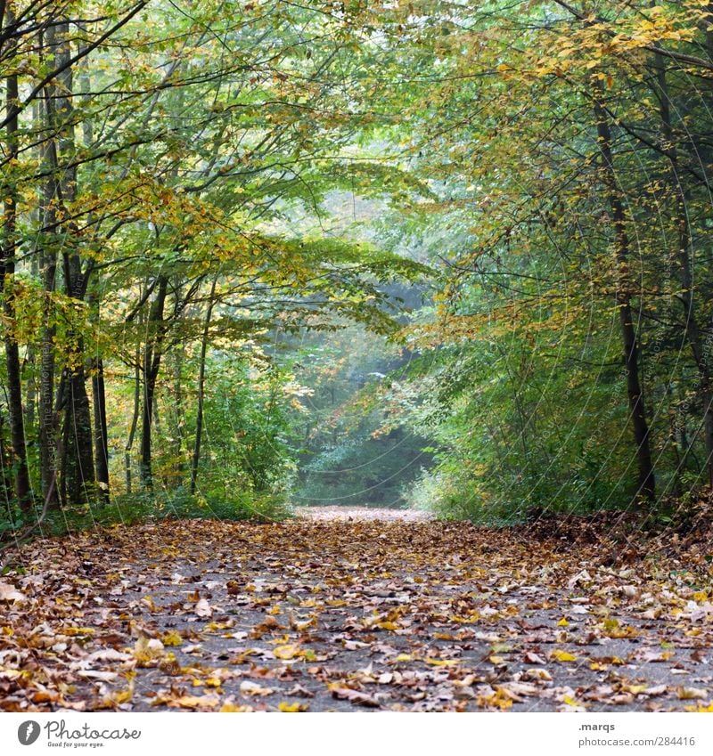 tunnel vision Trip Environment Nature Autumn Climate Climate change Plant Tree Leaf Forest Lanes & trails Tunnel Fresh Beautiful Moody Perspective Transience