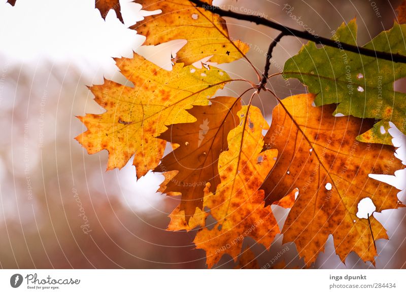 oak colours Environment Nature Plant Tree Oak tree Leaf Autumn leaves Autumnal Autumnal colours Branch Twig Old Beautiful Multicoloured Forest Seasons