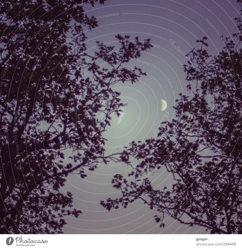 Moon over Cologne Meditation Environment Nature Plant Sky Cloudless sky Summer Tree Glittering Half moon Between Branch Twig Dark Lighting Moonlight framed