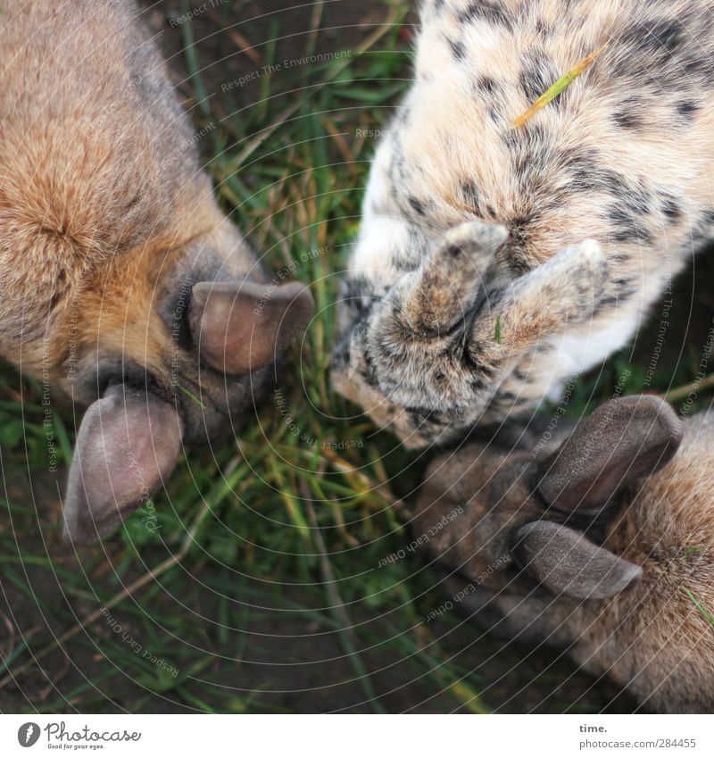 regulars' table Grass Animal Farm animal Hare & Rabbit & Bunny 3 Group of animals Ear Pelt Coat color To feed Crouch Sit Together Uniqueness Contentment Trust