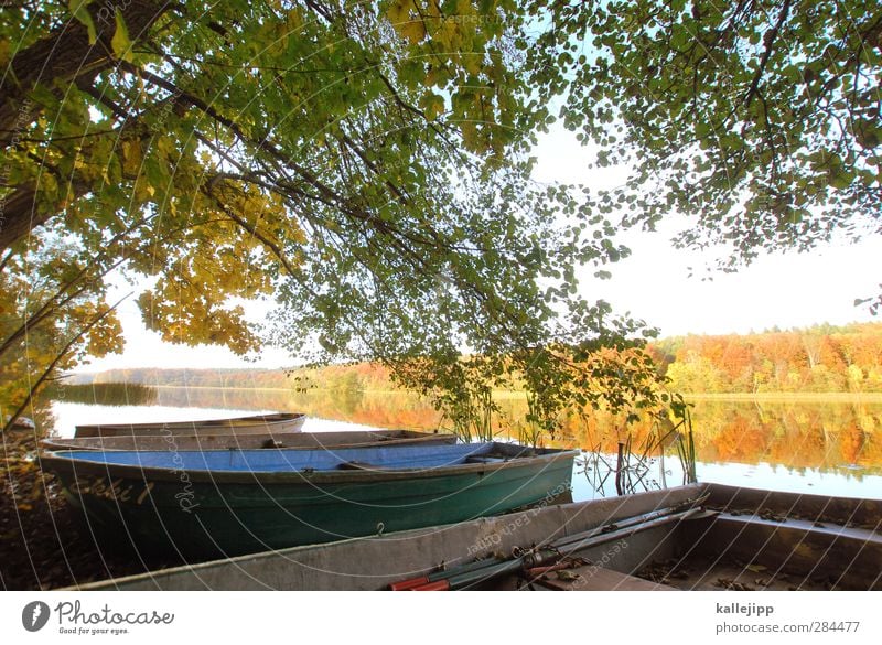 retirement Environment Nature Landscape Plant Animal Water Autumn Tree Leaf Lakeside Harbour Yellow Gold Watercraft Rowboat Berth Colour photo Exterior shot