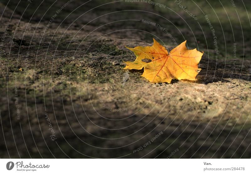 sunbath Nature Plant Autumn Beautiful weather Leaf Maple tree Rock Stone Warmth Yellow Gold Colour photo Multicoloured Exterior shot Close-up Deserted